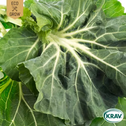 Bladkål - Tronchuda, EKO