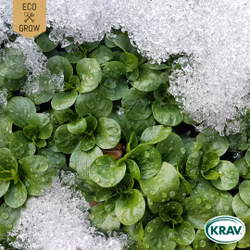 Vintersallat - Vit, EKO