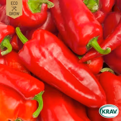 Spetspaprika - Corno di Toro Rosso, EKO