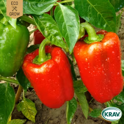 Paprika - California Wonder, EKO