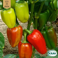 Paprika - Albaregia, EKO