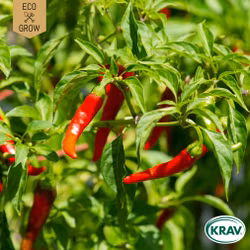 Chilipeppar - De Cayenne, EKO