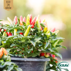 Chilipeppar - Aurora, EKO