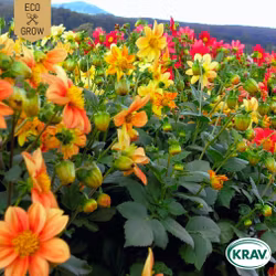 Sommardahlia - Unwins Mix, EKO