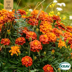 Tagetes - Bonita Mix, EKO