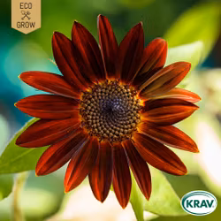 Solros - Velvet Queen, EKO