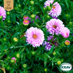 Sommaraster - Double Rainbow Mix, EKO