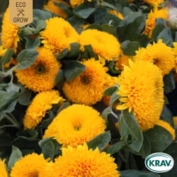 Solros - Tall Sungold, EKO