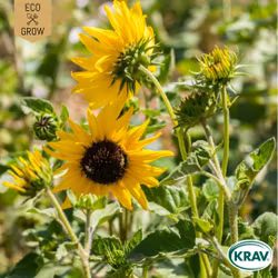 Miniatyrsolros - Cucumber Leaf, EKO