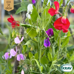 Luktärt - Spencer Mix, EKO