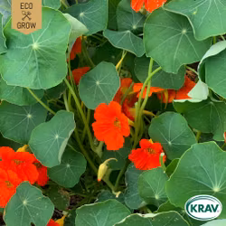 Buskkrasse - Tom Thumb, EKO