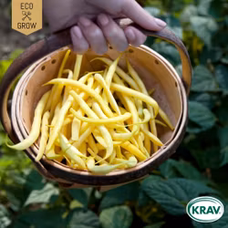 Vaxböna - Rocquencourt, EKO