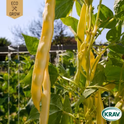 Störvaxböna - Golden Gate, EKO