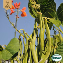 Rosenböna - Scarlet Emperor, EKO