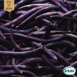 Purpurböna - Purple Queen, EKO