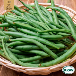 Brytböna - Slenderette, EKO