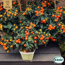 Ampeltomat - Maskotka, EKO