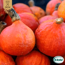 Vintersquash - Uchiki Kuri, EKO