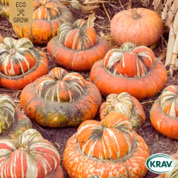 Turbanpumpa - Turkish Turban, EKO