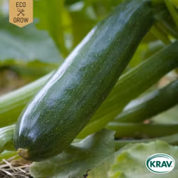 Sommarsquash - Black Beauty, EKO