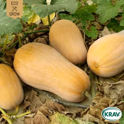 Myskpumpa - Butternut, EKO