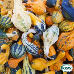 Prydnadspumpa - Small Fruited Mix, EKO