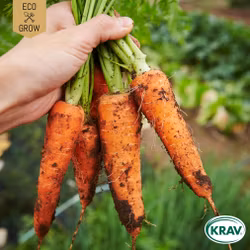 Vintermorot - Flakkee 2, EKO