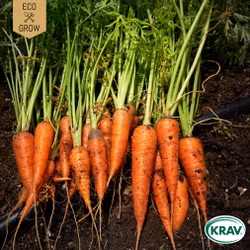 Sommarmorot - Nantaise 2, EKO