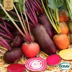 Rödbeta Mix - Rainbow Mix, EKO