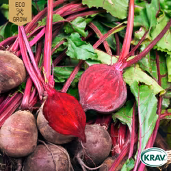 Rödbeta - Detroit 2, EKO