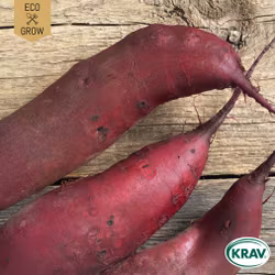 Rödbeta - Cylindra, EKO