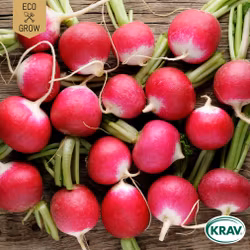 Rädisa - National 2, EKO