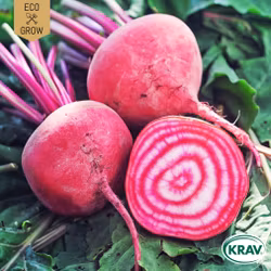 Polkabeta - Chioggia, EKO