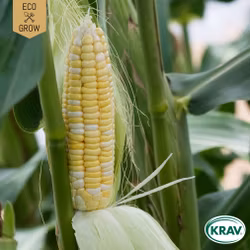 Sockermajs - Golden Bantam, EKO