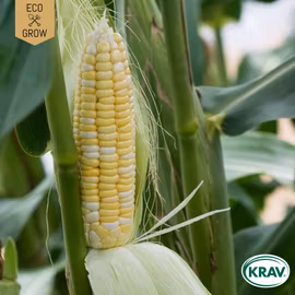 Sockermajs - Golden Bantam, EKO