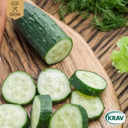 Slanggurka - Marketmore 70, EKO