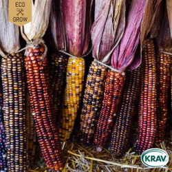 Popcornmajs - Glass Gem, EKO