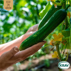 Slanggurka - Bono, EKO