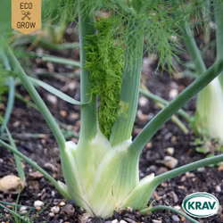 Knölfänkål - de Florence, EKO