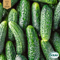 Druvgurka - Cornichon de Paris (Västeråsgurka), EKO