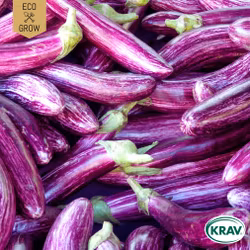 Aubergine - Listada de Gandia, EKO
