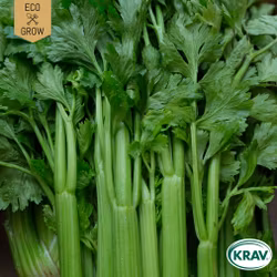 Blekselleri - Tall Utah, EKO