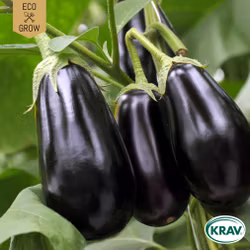 Aubergine - Black Beauty, EKO