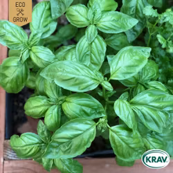 Basilika - Italiano Classico, EKO