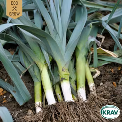 Purjolök - De Carentan 2, EKO