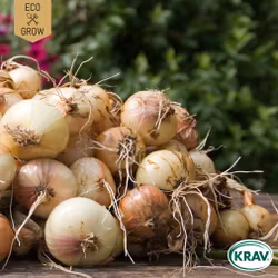 Gul Lök - Stuttgarter Riesen, EKO