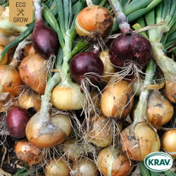 Lök Mix - Color Mix, EKO