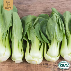 Pak Choi - Bok Choy Green, EKO