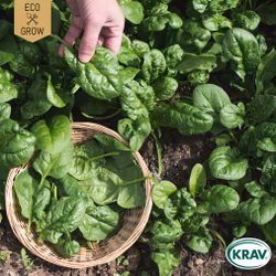 Spenat - Matador, EKO