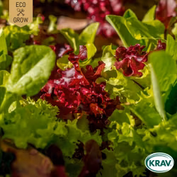 Sallat Mix - Gourmet Baby Leaf Mix, EKO